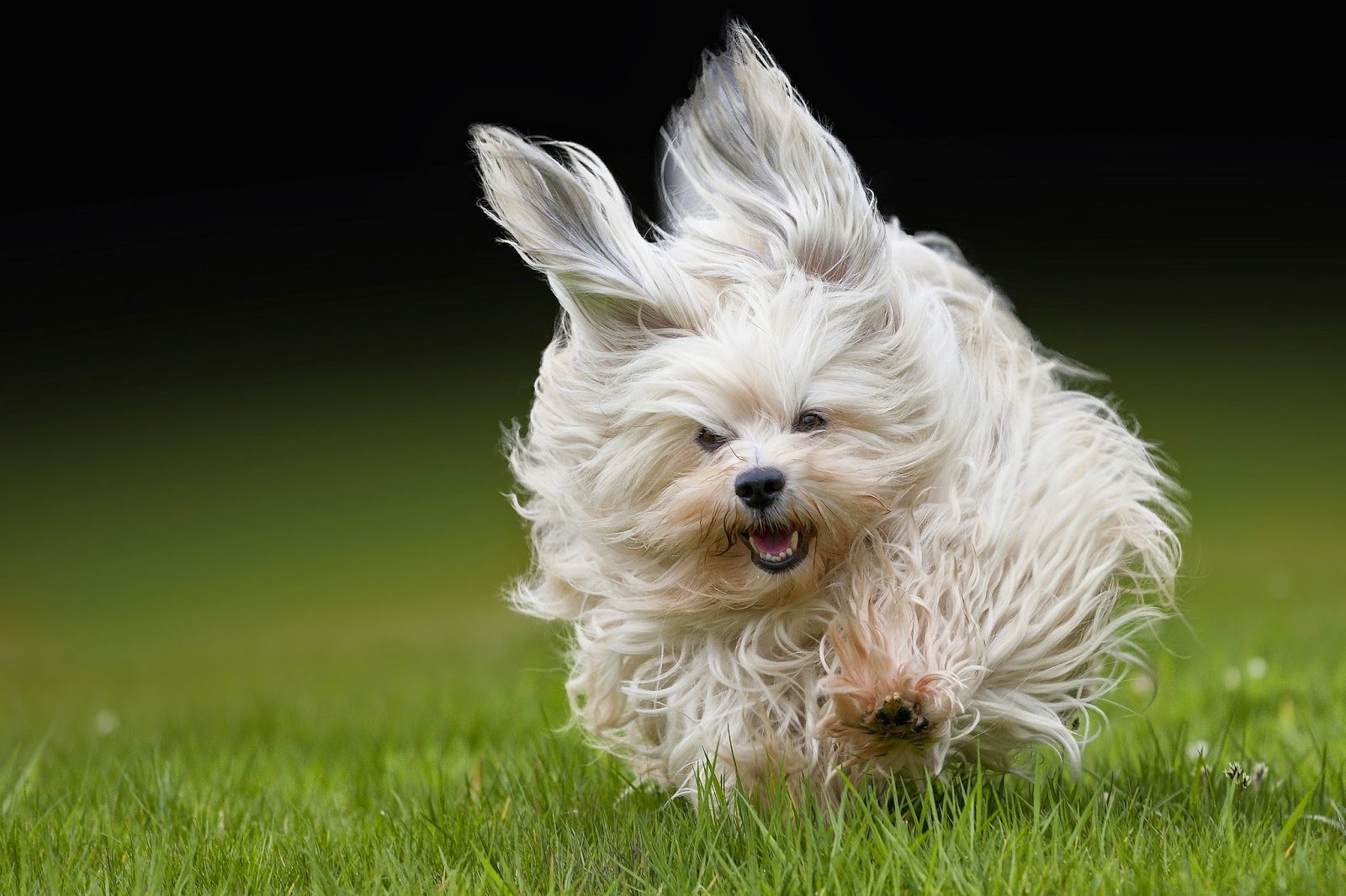 A Happy Havanese agility dog