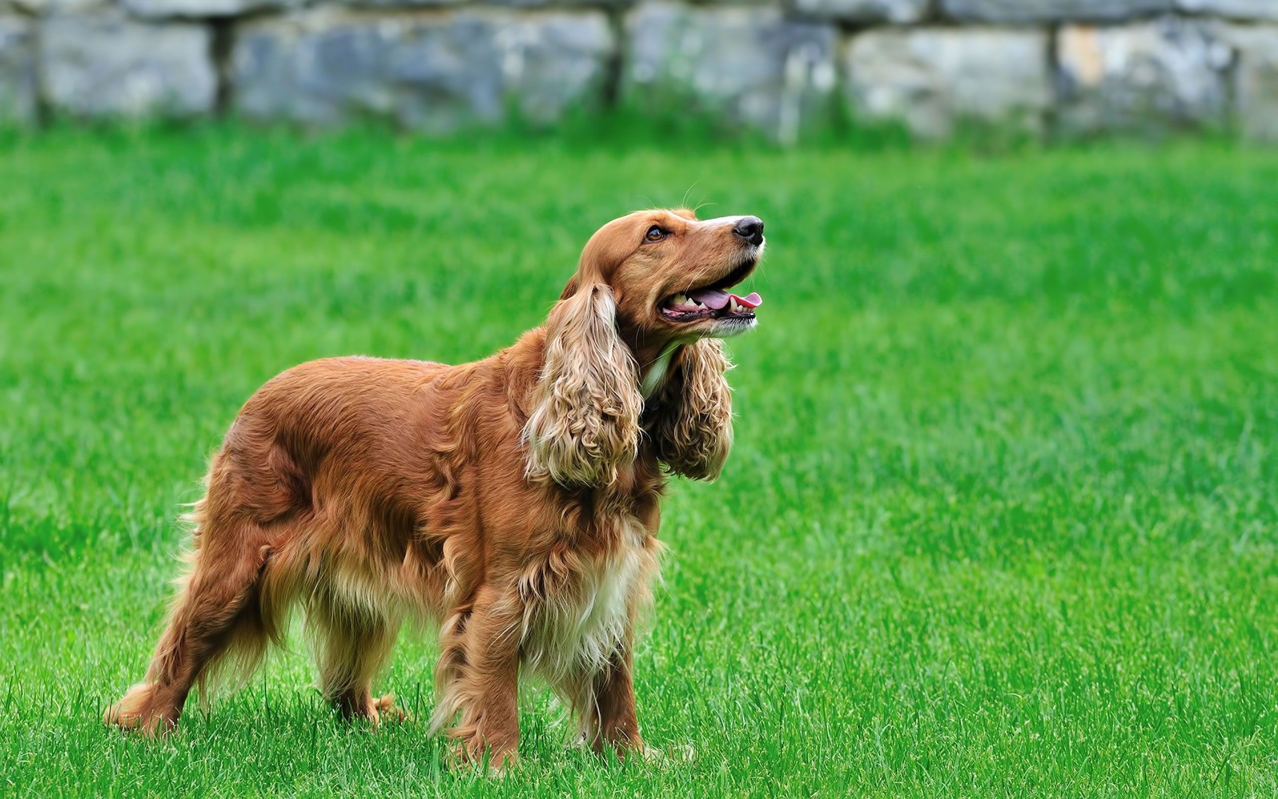 American-Cocker-Spaniel