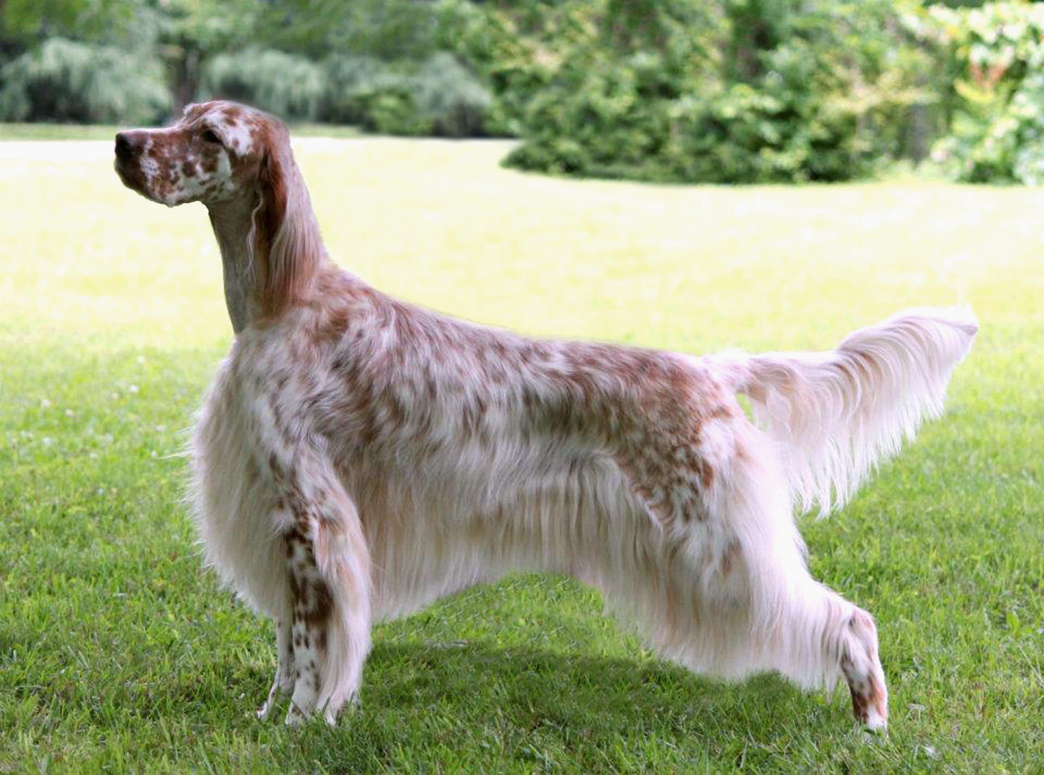 English-Setter1