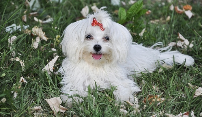 How-Much-Does-a-Havanese-Cost