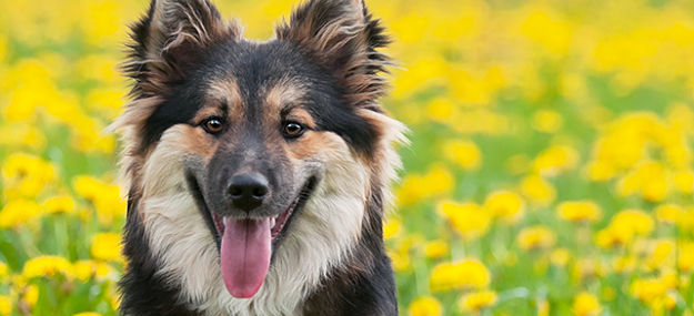 Icelandic-Sheepdog-2