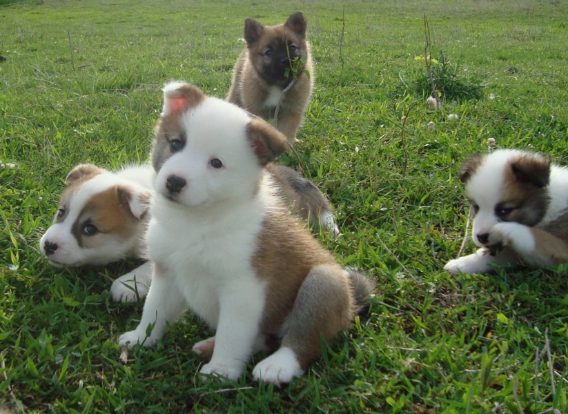 Icelandic-Sheepdog-Puppies