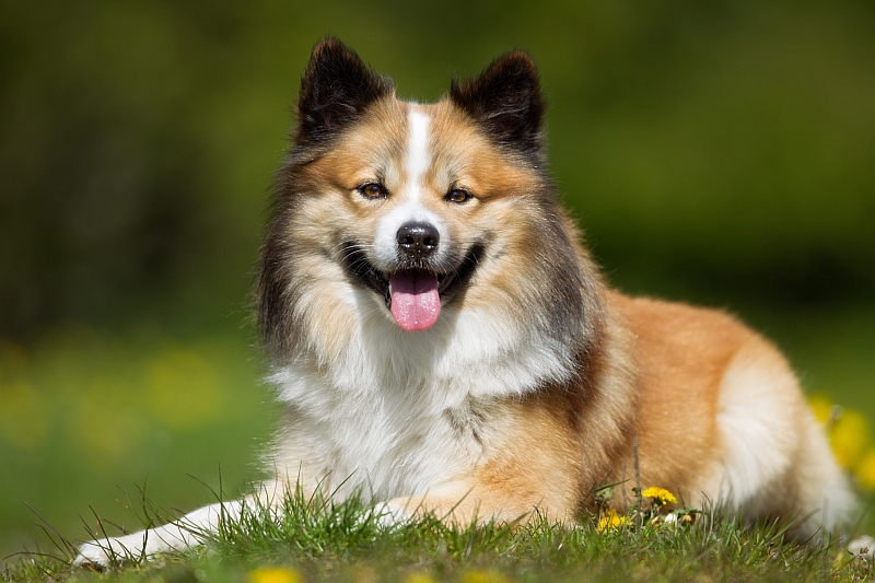 Icelandic-Sheepdog