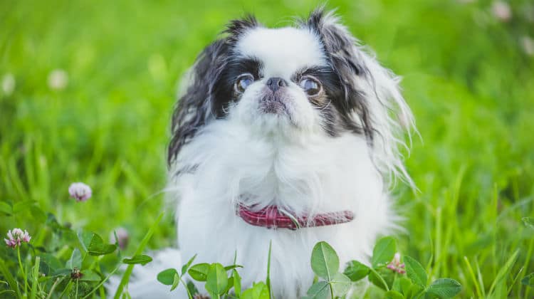 Japanese-Chin-feature-dog-breed-japanese-chin-ss