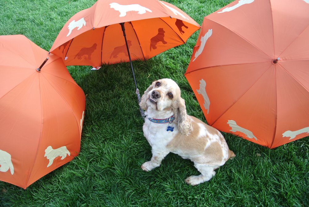 Owen_sells_orange_umbrellas