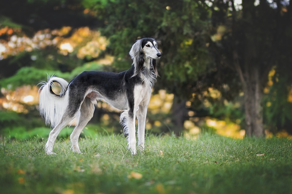 Saluki-–-Greyhound-