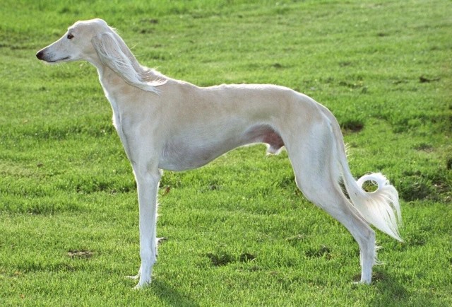 Saluki