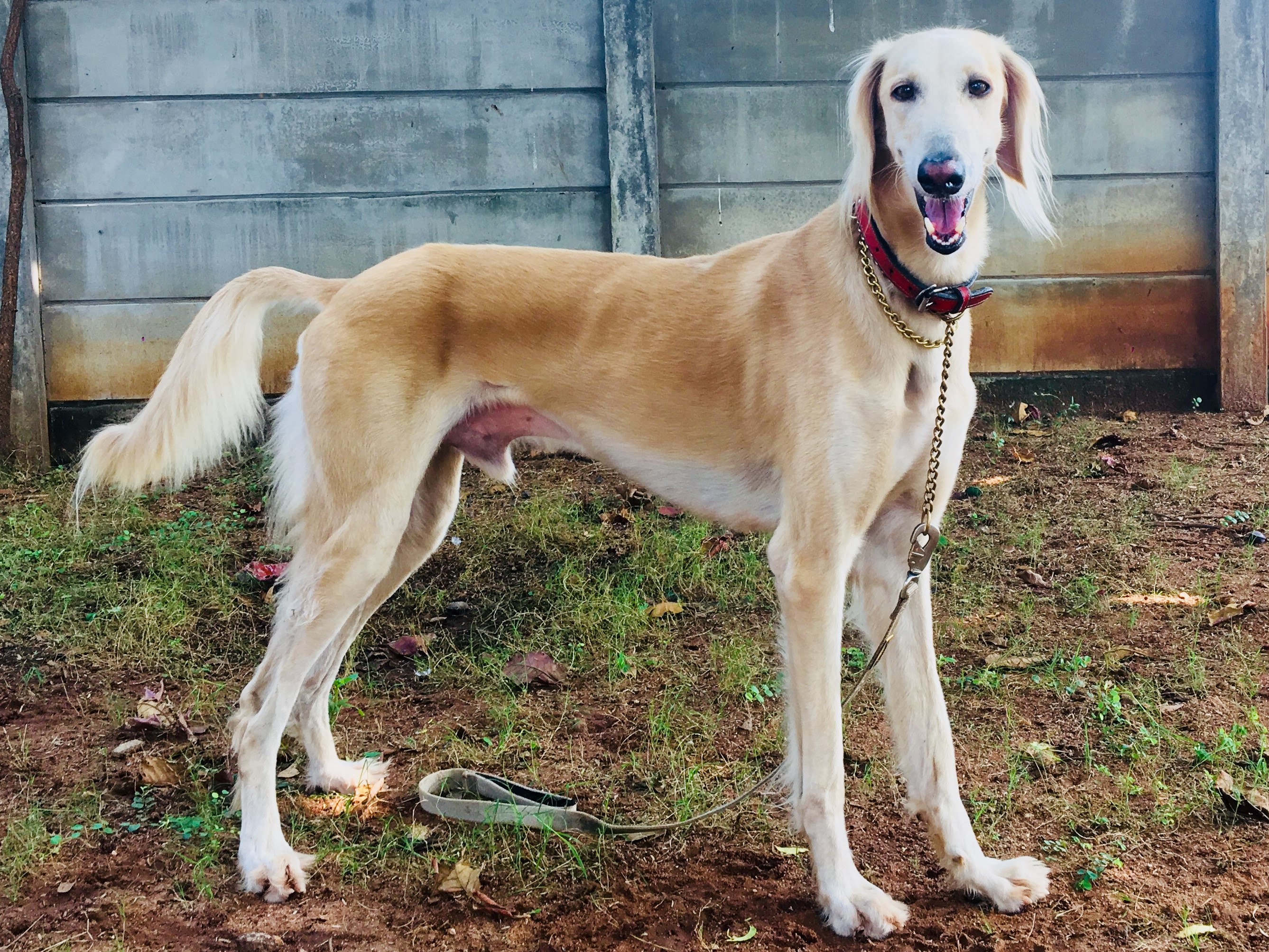 Saluki_in_India