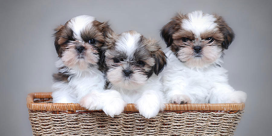 Shih-Tzu-breed-puppies-minepuppy