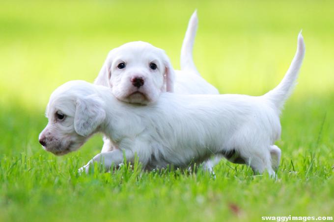 Two-Cute-English-Setter-Dog-Puppies-Picture