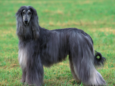 afghan-hound85