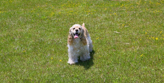 american-cocker-spaniel (1)