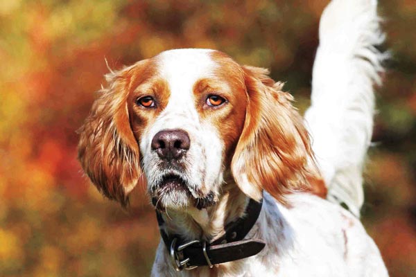 english_setter_f