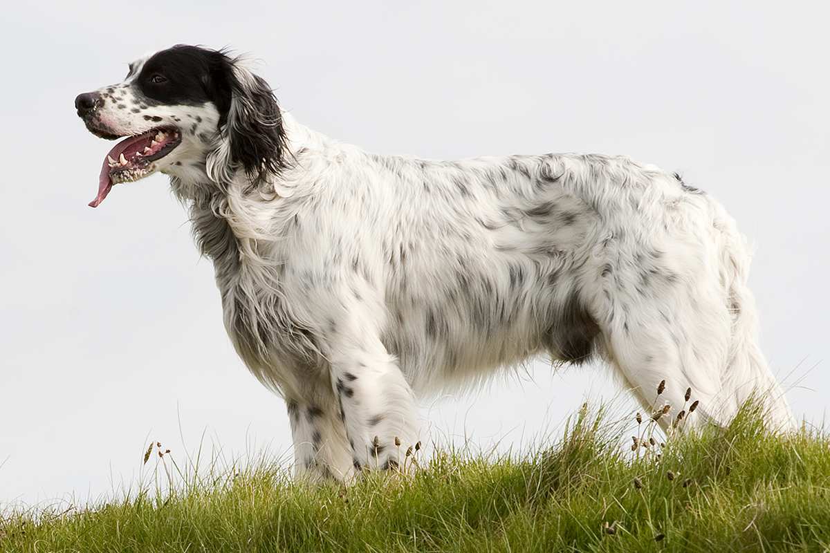 englishsetter_adult