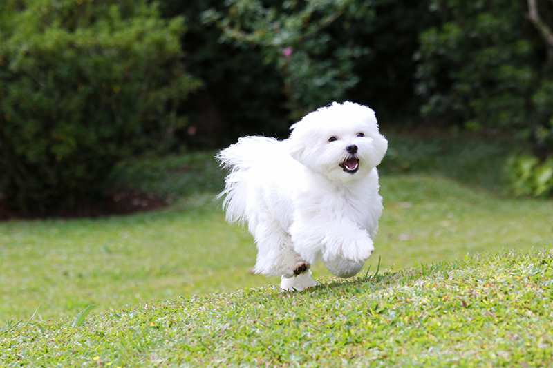 happy-maltese-running-over-lawn