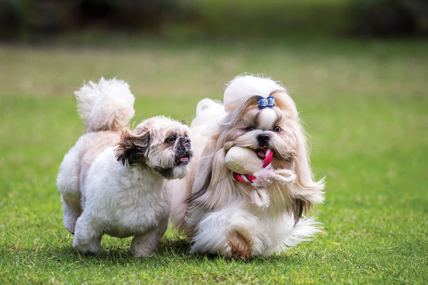 iStock-shihtzu_thumb