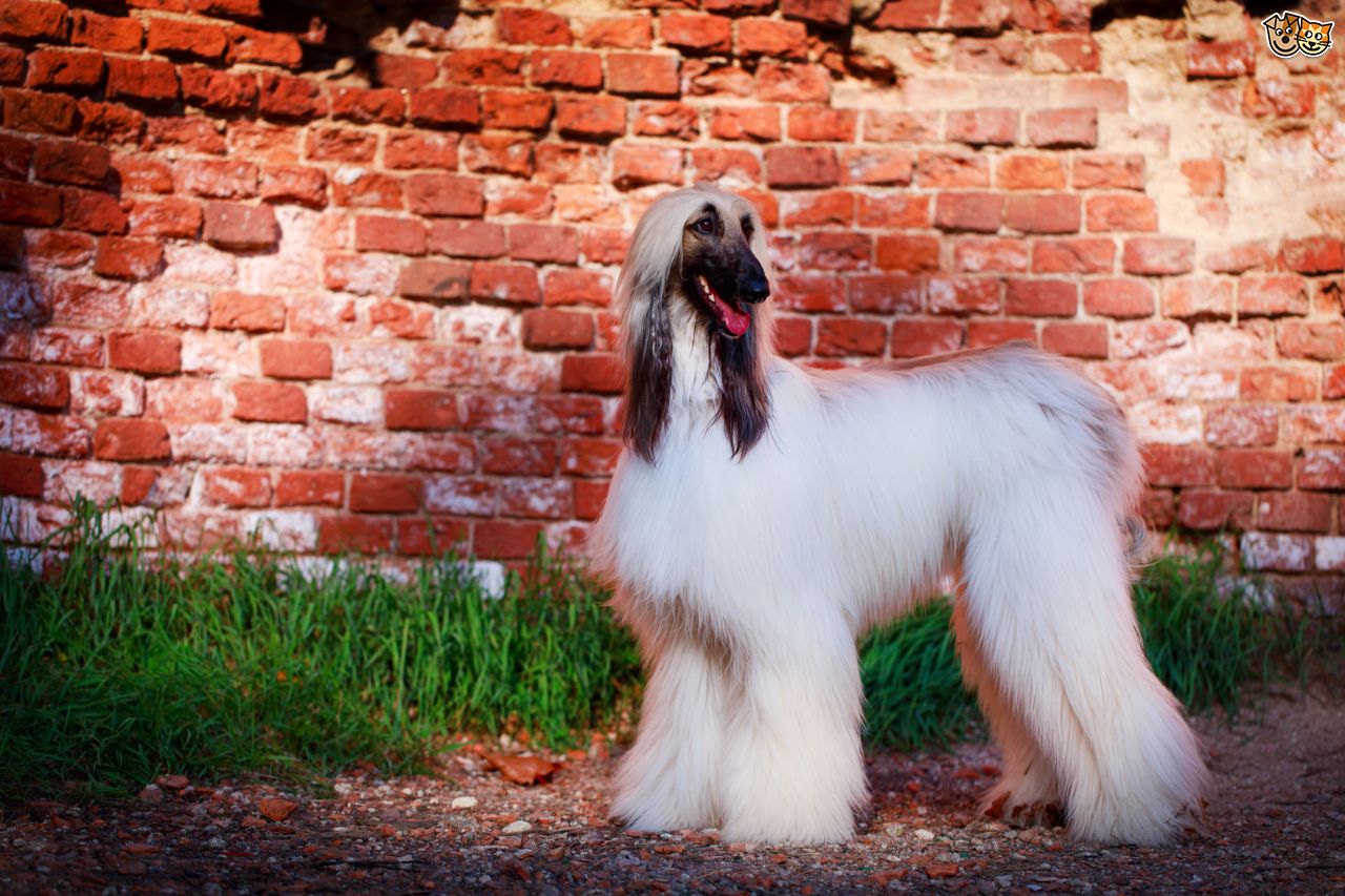 is-the-afghan-hound-a-good-choice-of-pet-548f2169892ca