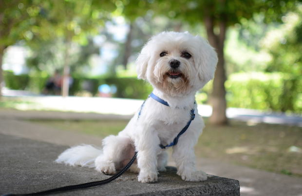 maltesedogbreed