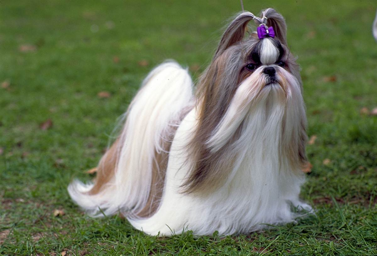 shih-tzu-dog-girl-photo