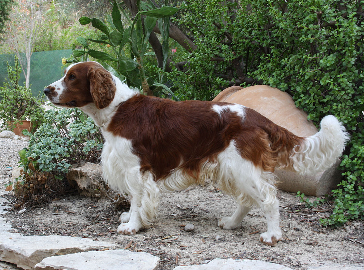 1200px-Welsh_Springer_Spaniel_1