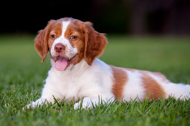 About-Brittany-Spaniels