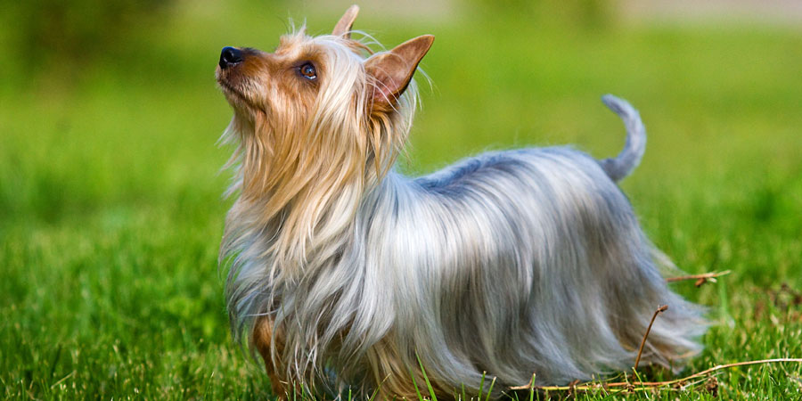 Australian-Silky-Terrier-2