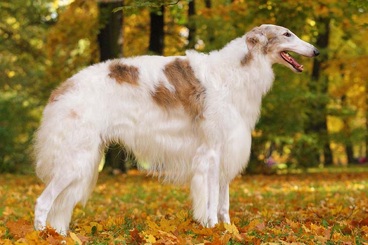 Borzoi-MP