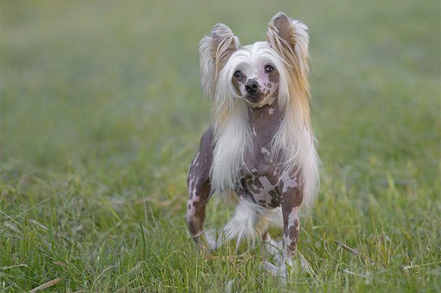 Chinese-Crested-vs-Mexican-Hairless-Dogs