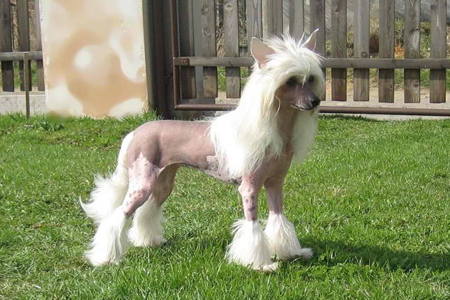 Chinese-Crested