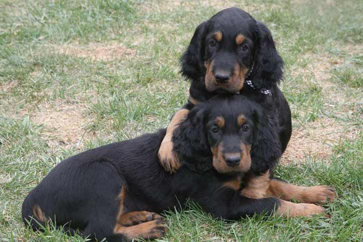 Gordon-Setter-MP