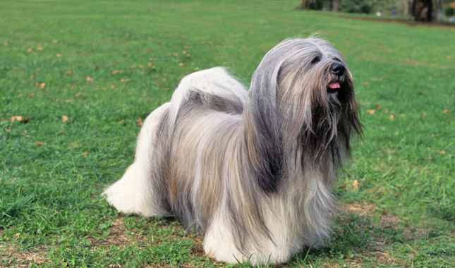 Lhasa-Apso-2-645mk062111