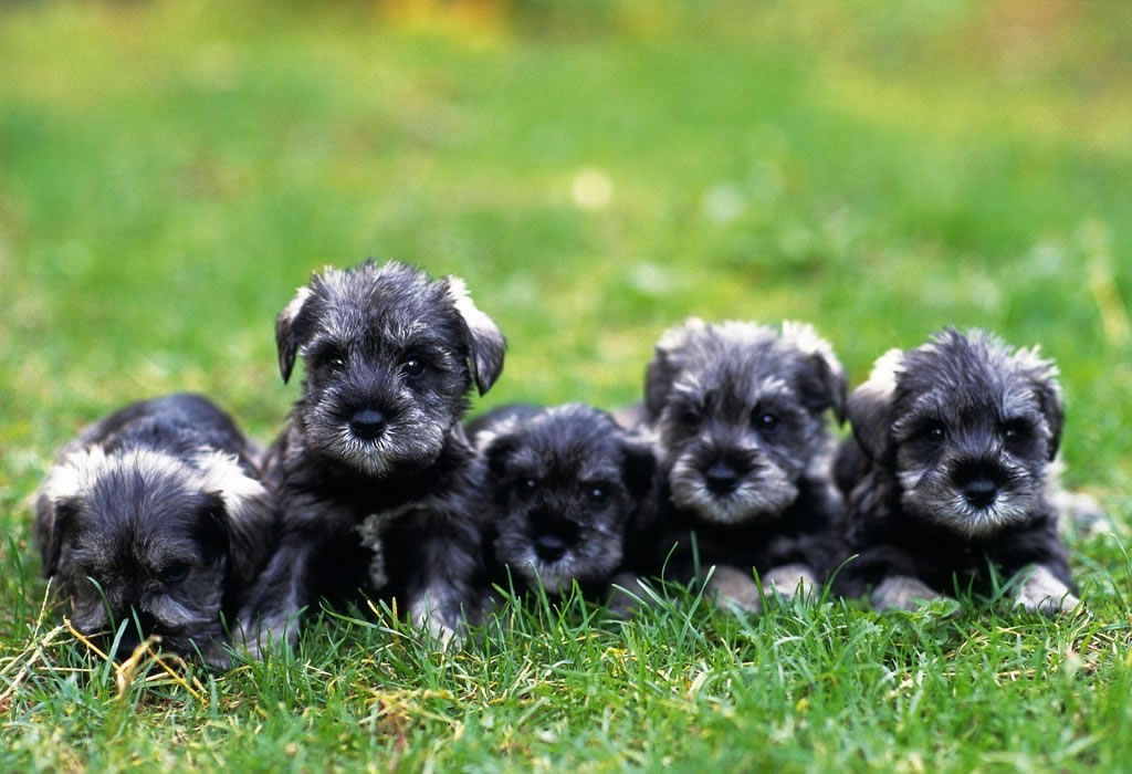 Miniature-Schnauzer-puppies