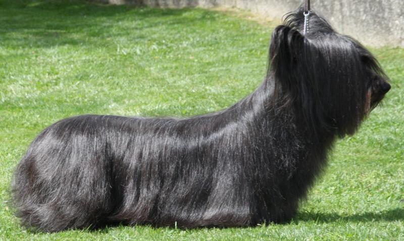 Skye-Terrier-black-dog