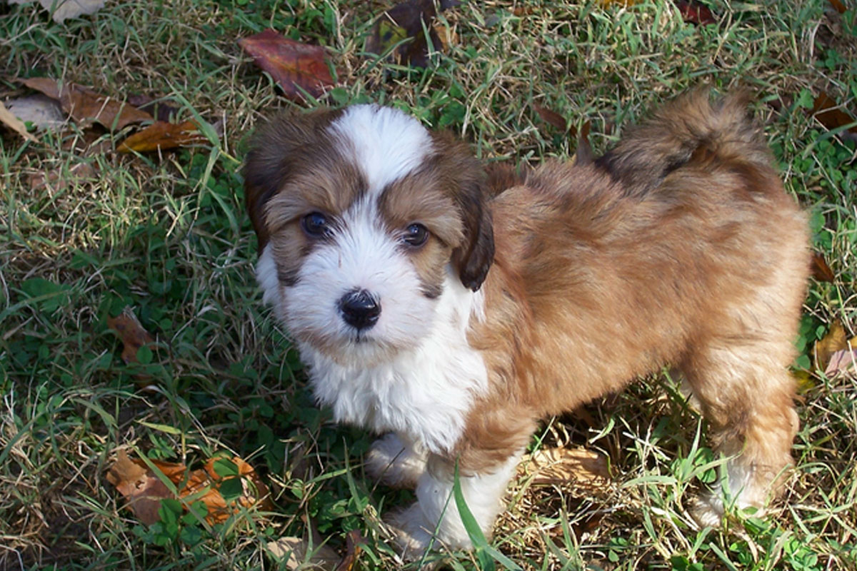 Tibetan-Terrier-Puppies-On-Lawn-Backyards