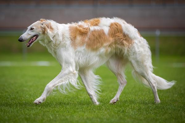 borzoi-med