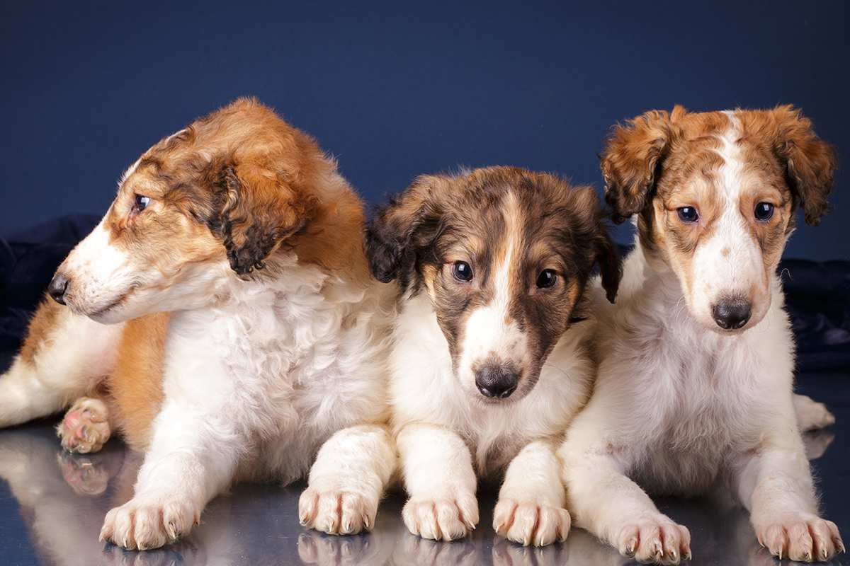 borzoi_puppy