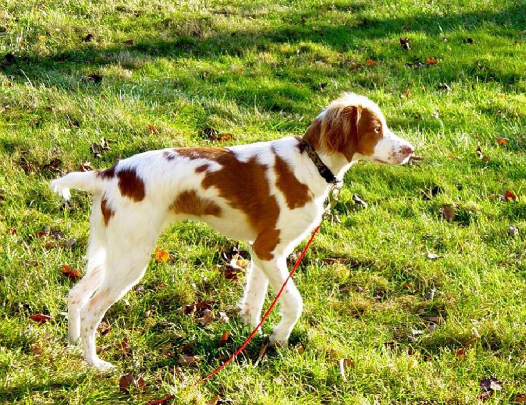 brittany-spaniel-dog_picture
