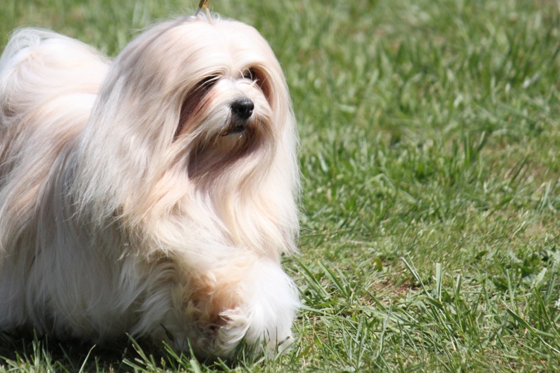 lhasa-apso-1