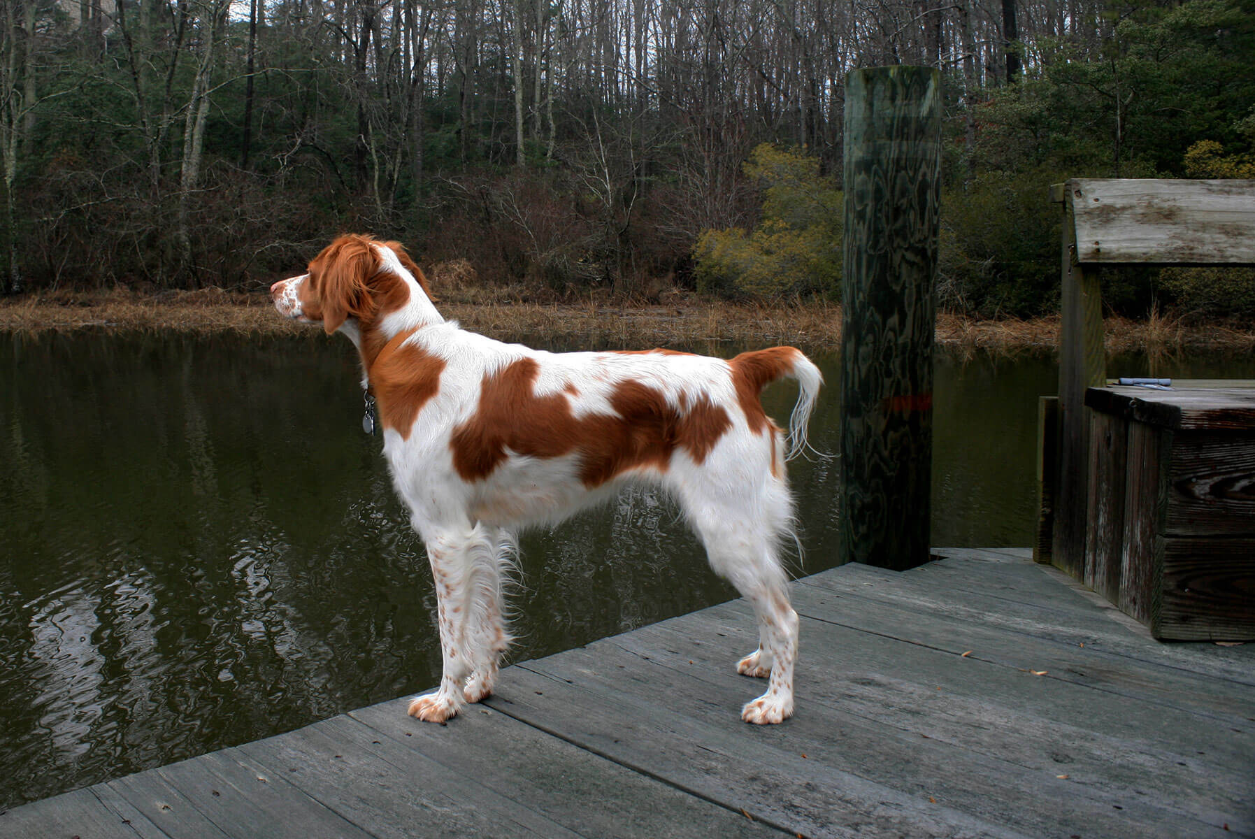 orange-and-white-brittany