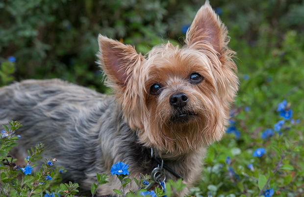 silky-terrier-large-shutterstock-460061680-copy