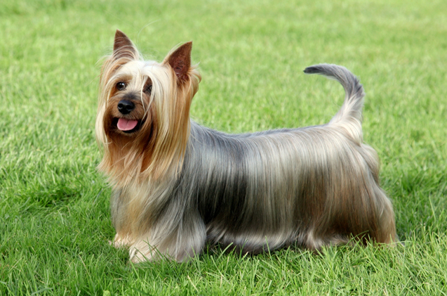 silky-terrier1