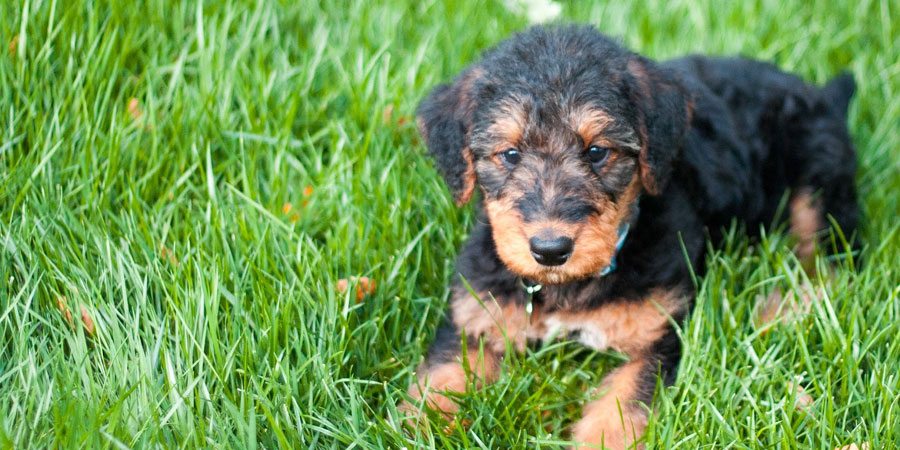Airedale-Terrier-3