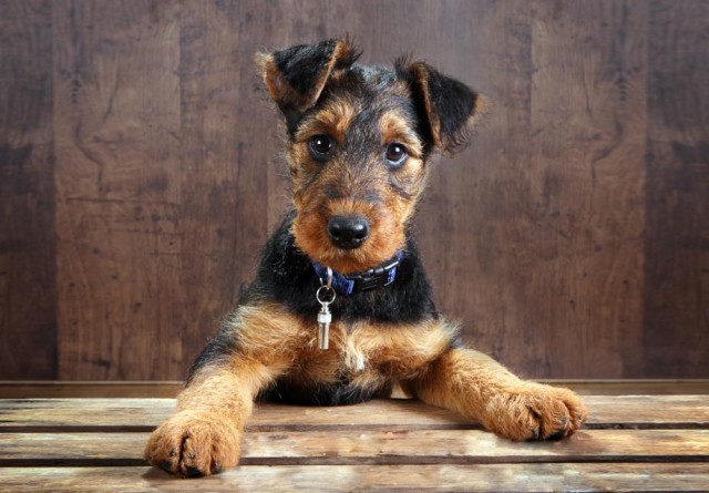 Airedale-Terrier-640x445