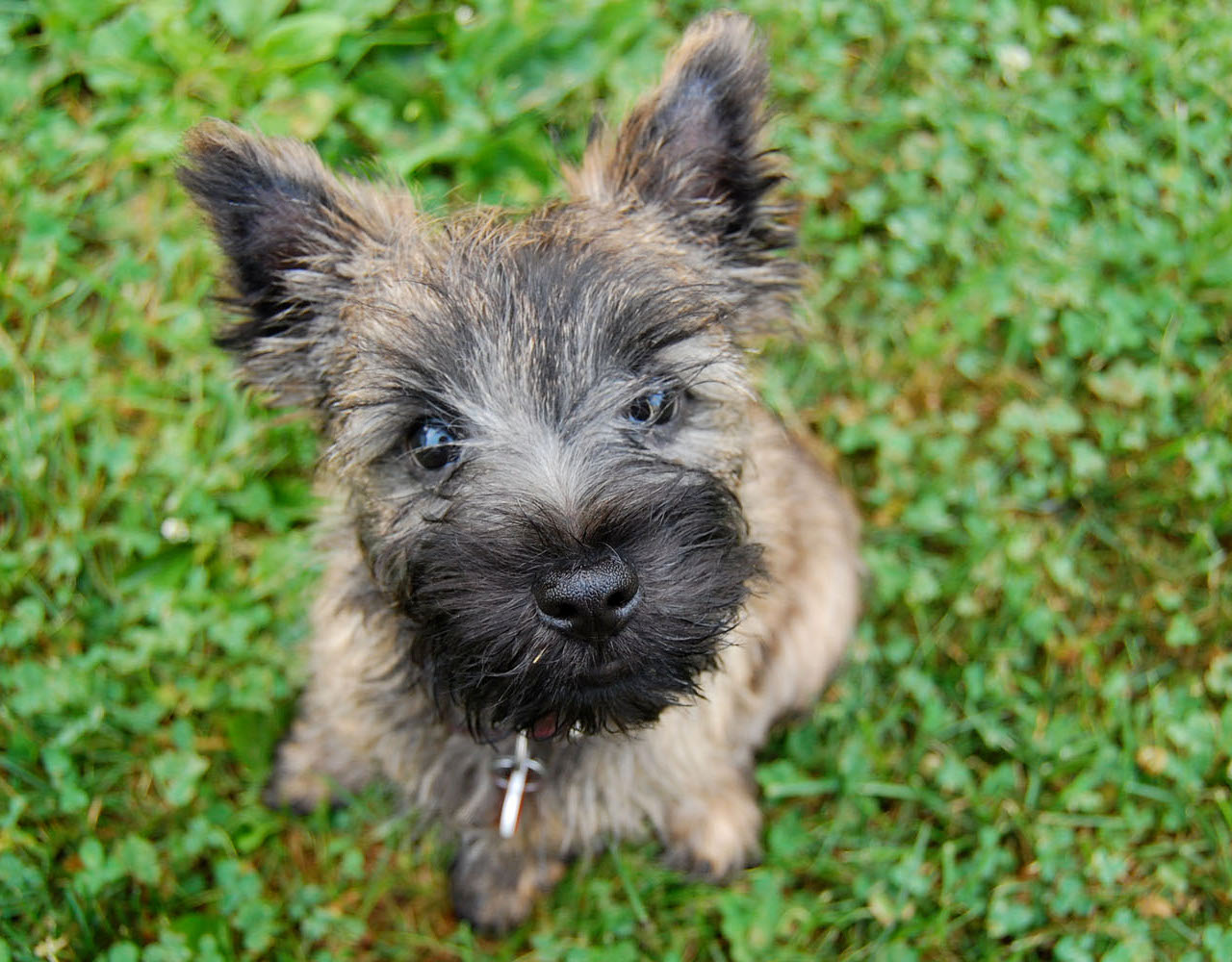 Cute-Cairn-Terrier-Puppy