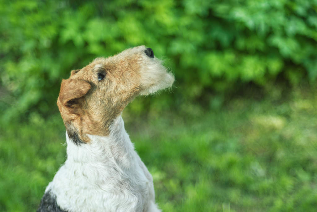 Dog-Wire_Fox_Terrier-A_Wire_Fox_Terrier_showing_off_it's_beautiful,_long_nose_and_wiry_beard