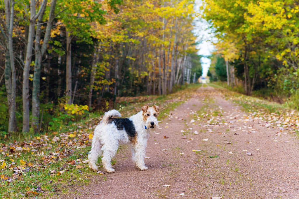 Dog-Wire_Fox_Terrier-A_beautiful,_adult_Wire_Fox_Terrier_enjoying_some_exercise_outside