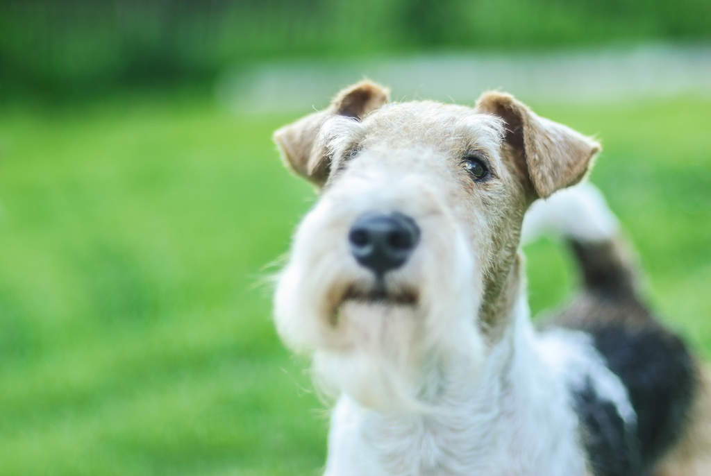 Dog-Wire_Fox_Terrier-A_close_up_of_a_Wire_Fox_Terrier's_incredible,_scruffy_beard