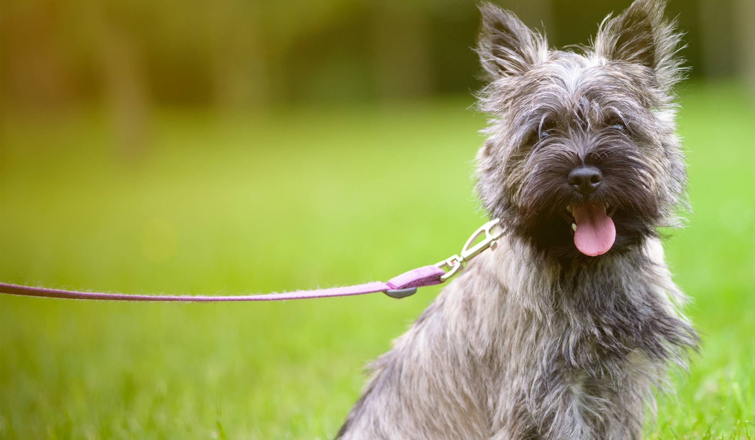 How-to-Train-Your-Cairn-Terrier-Dog-to-Not-Bark