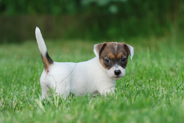 Jack-Russell-Terrier-1-potty