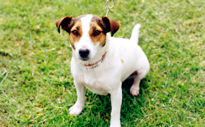 Jack-Russell-Terrier (1)